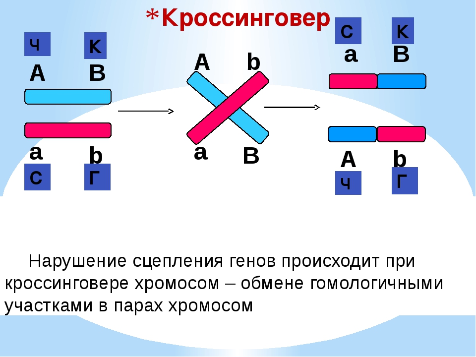 Дигетерозигота гены не сцеплены